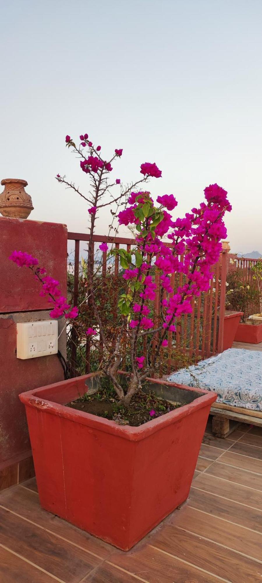 The Secret Garden Bed & Breakfast Pushkar Ngoại thất bức ảnh