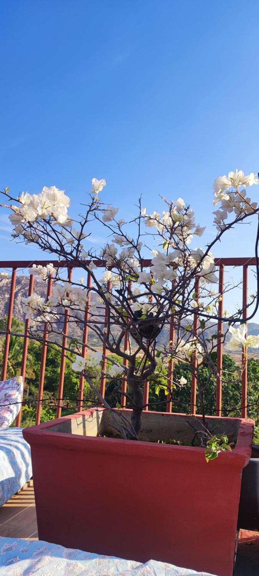 The Secret Garden Bed & Breakfast Pushkar Ngoại thất bức ảnh