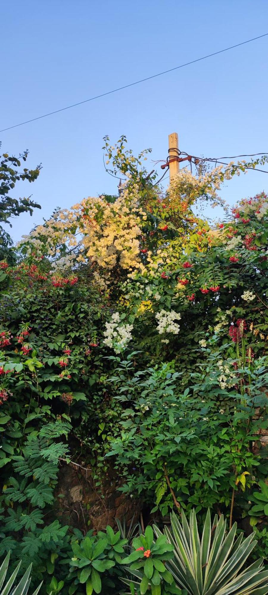 The Secret Garden Bed & Breakfast Pushkar Ngoại thất bức ảnh